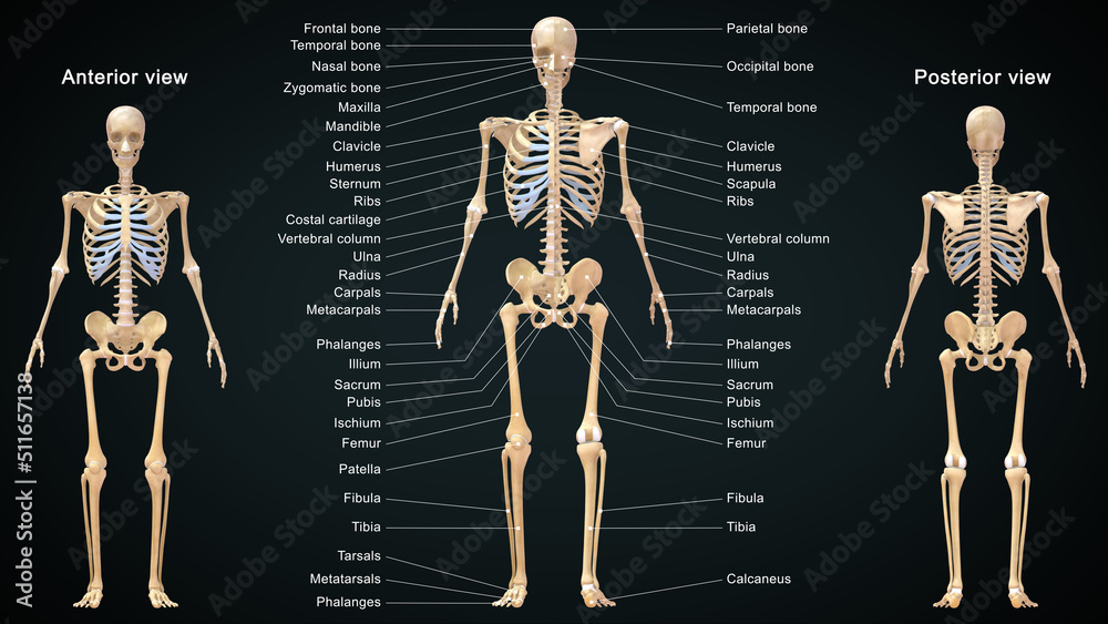The skeletal system works as a support structure for your body. It