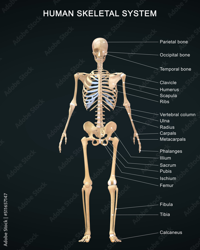 The skeletal system works as a support structure for your body. It gives the body its shape