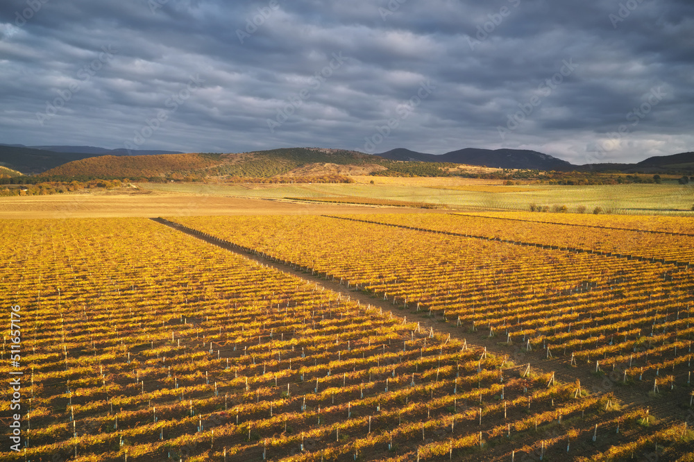 Vineyard field on the sunset.