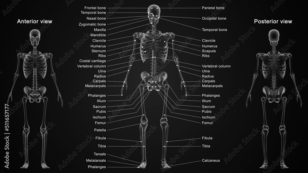 The skeletal system works as a support structure for your body. It gives the body its shape, allows movement, makes blood cells, provides protection for organs and stores minerals. The skeletal system works as a support structure for your body. It gives the body its shape, allows movement, makes blood cells, provides protection for organs and stores minerals.