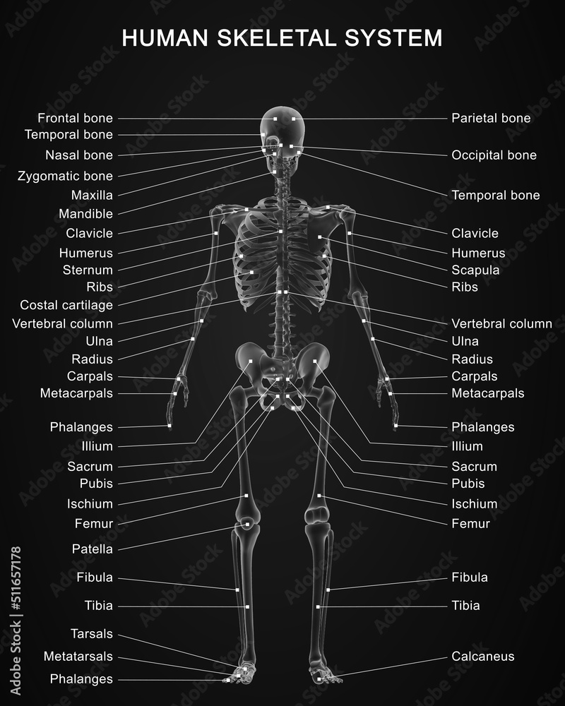 The skeletal system works as a support structure for your body. It