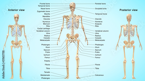 The skeletal system works as a support structure for your body. It gives the body its shape, allows movement, makes blood cells, provides protection for organs and stores minerals.