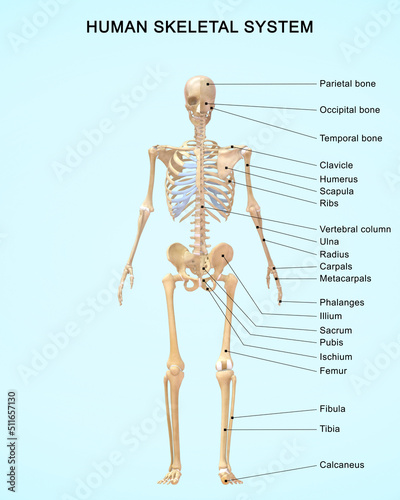 The skeletal system works as a support structure for your body. It gives the body its shape, allows movement, makes blood cells, provides protection for organs and stores minerals.