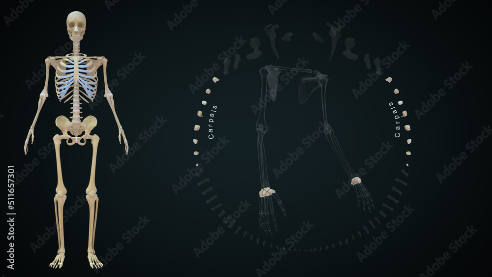 The proximal row of carpal bones (moving from radial to ulnar) are the scaphoid, lunate, triquetrum, and pisiform 3d illustration The proximal row of carpal bones (moving from radial to ulnar) are the scaphoid, lunate, triquetrum, and pisiform 3d illustration