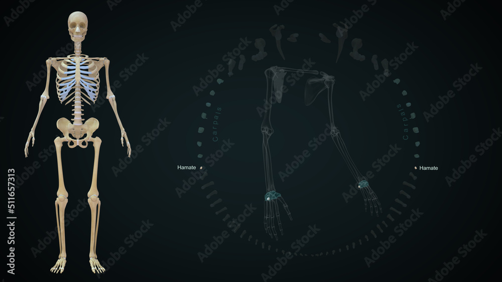 The scaphoid, lunate, triquetrum, and pisiform, while the distal row of carpal bones (also from radial to ulnar) comprises the trapezium, trapezoid, capitate, and hamate 3d illustration The scaphoid, lunate, triquetrum, and pisiform, while the distal row of carpal bones (also from radial to ulnar) comprises the trapezium, trapezoid, capitate, and hamate 3d illustration