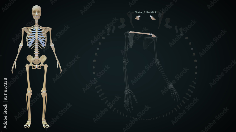 The clavicle is a sigmoid-shaped long bone with a convex surface along its medial end when observed from cephalad position 3d illustration The clavicle is a sigmoid-shaped long bone with a convex surface along its medial end when observed from cephalad position 3d illustration