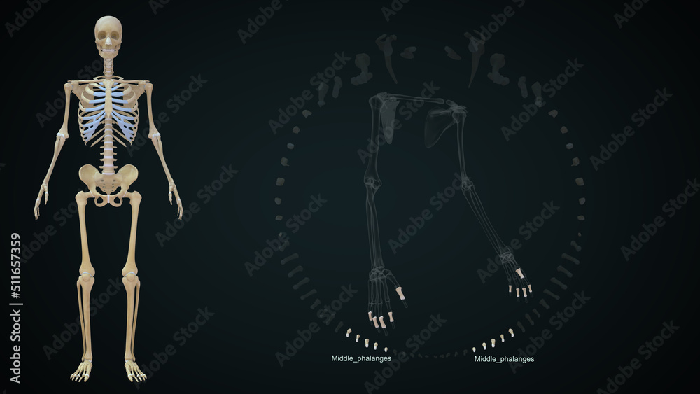 The phalanges are the bones of the digits – each finger has three phalanges, except for the thumb, which has two 3d illustration The phalanges are the bones of the digits – each finger has three phalanges, except for the thumb, which has two 3d illustration