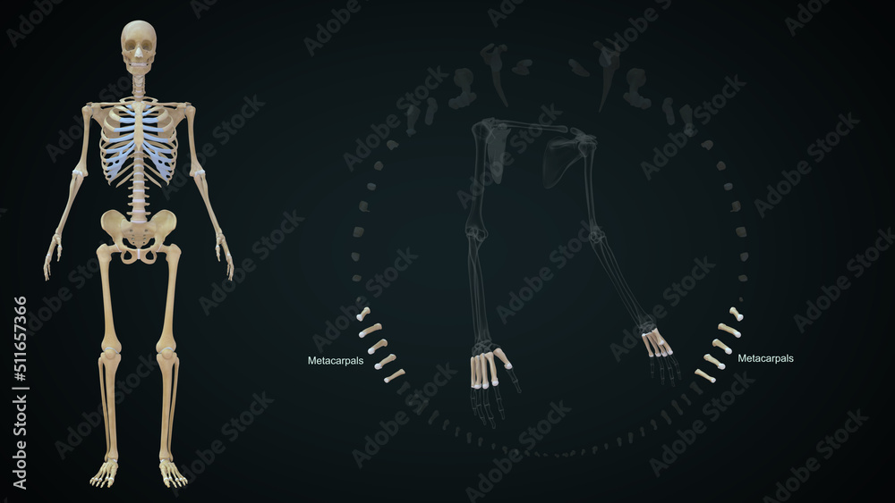 The first metacarpal bone corresponds to the thumb, the second to the index finger, the third to the long finger, the fourth to the ring finger, and the fifth to the small finger 3d illustration The first metacarpal bone corresponds to the thumb, the second to the index finger, the third to the long finger, the fourth to the ring finger, and the fifth to the small finger 3d illustration