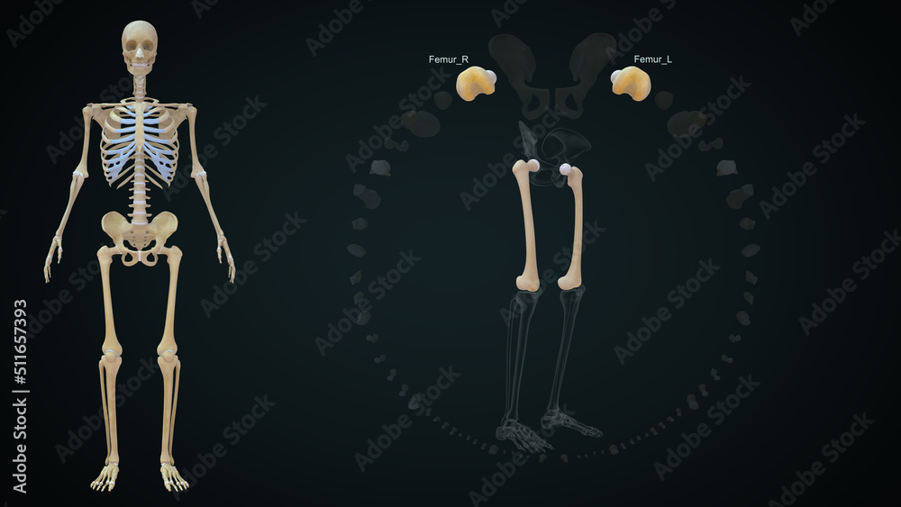 Lower Limb Bones: There are 30 bones in each lower limb. These are the femur, patella, tibia, fibula, seven tarsal bones, five metatarsal bones, and 14 phalanges. Lower Limb Bones: There are 30 bones in each lower limb. These are the femur, patella, tibia, fibula, seven tarsal bones, five metatarsal bones, and 14 phalanges.