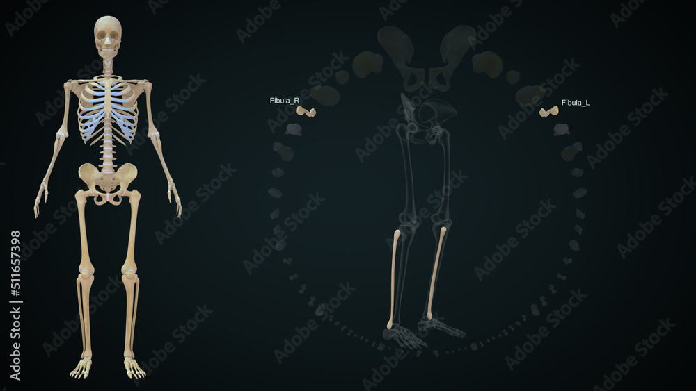 Lower Limb Bones: There are 30 bones in each lower limb. These are the femur, patella, tibia, fibula, seven tarsal bones, five metatarsal bones, and 14 phalanges. Lower Limb Bones: There are 30 bones in each lower limb. These are the femur, patella, tibia, fibula, seven tarsal bones, five metatarsal bones, and 14 phalanges.