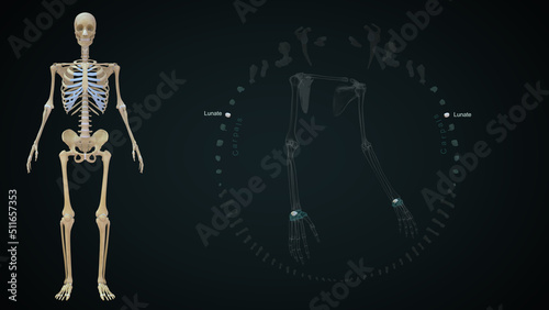 The lunate bone (semilunar bone) is a carpal bone in the human hand 3d illustration photo