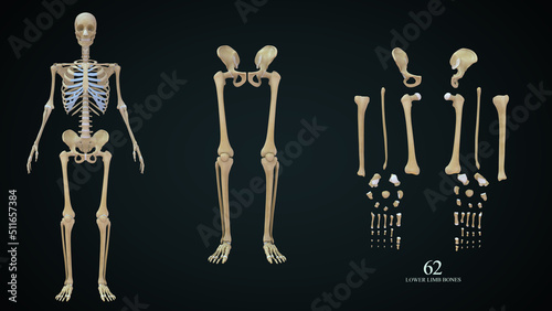 Lower Limb Bones: There are 30 bones in each lower limb. These are the femur, patella, tibia, fibula, seven tarsal bones, five metatarsal bones, and 14 phalanges. photo