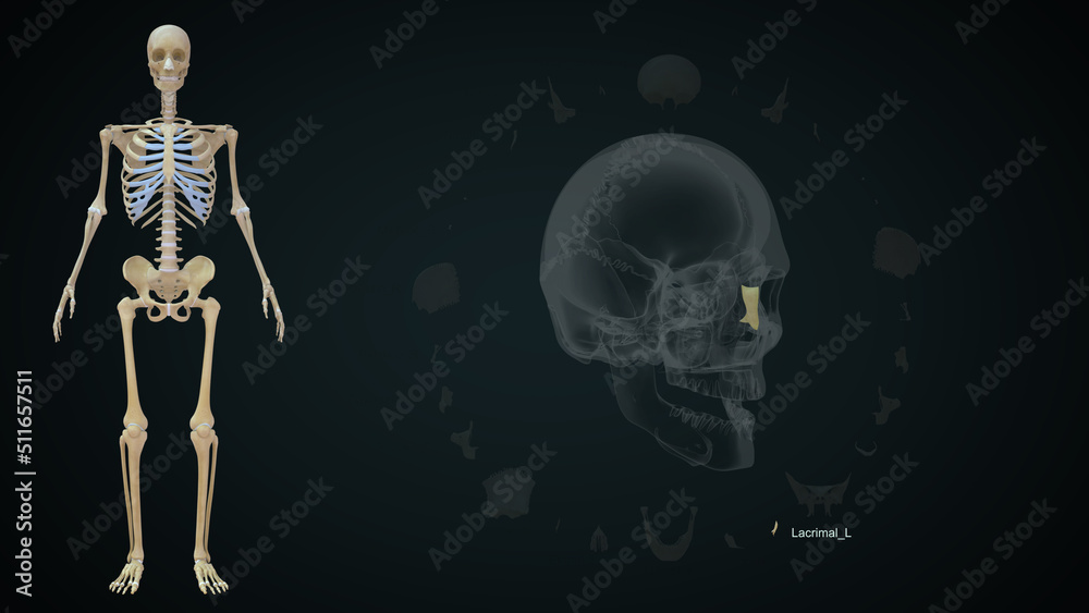 The human skull is a bony structure, the head in the skeleton, which supports the structures of the face and forms a cavity for the brain. The human skull is a bony structure, the head in the skeleton, which supports the structures of the face and forms a cavity for the brain.