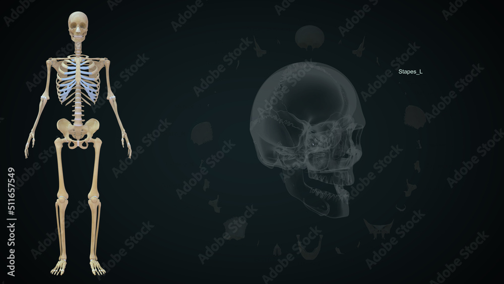 The human skull is a bony structure, the head in the skeleton, which