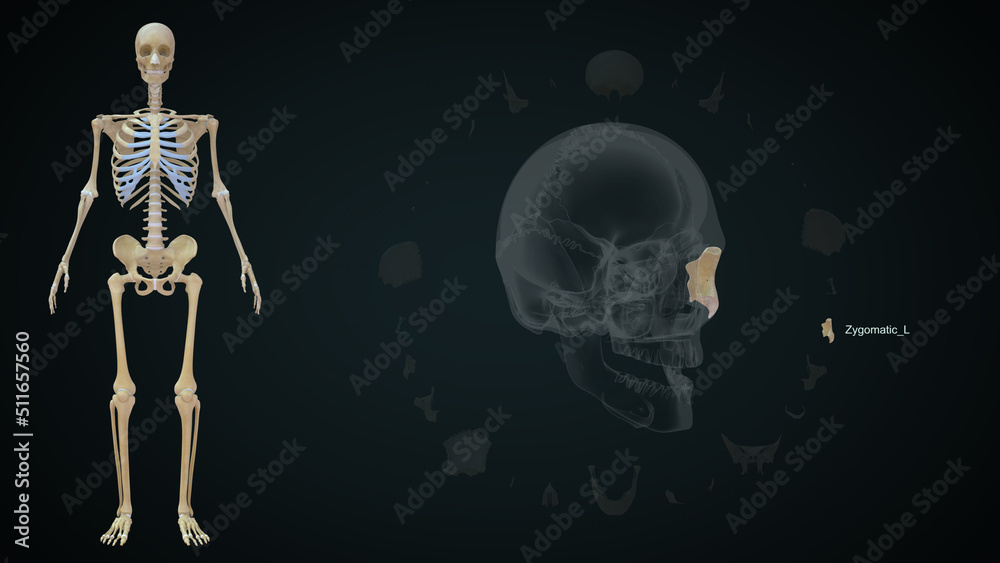 The human skull is a bony structure, the head in the skeleton, which supports the structures of the face and forms a cavity for the brain. The human skull is a bony structure, the head in the skeleton, which supports the structures of the face and forms a cavity for the brain.