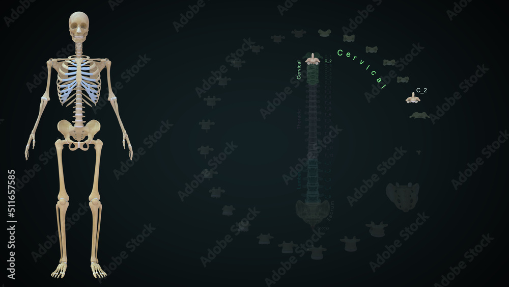 human Vertebrae bones Cervical C02 Anatomy 3d illustration human Vertebrae bones Cervical C02 Anatomy 3d illustration