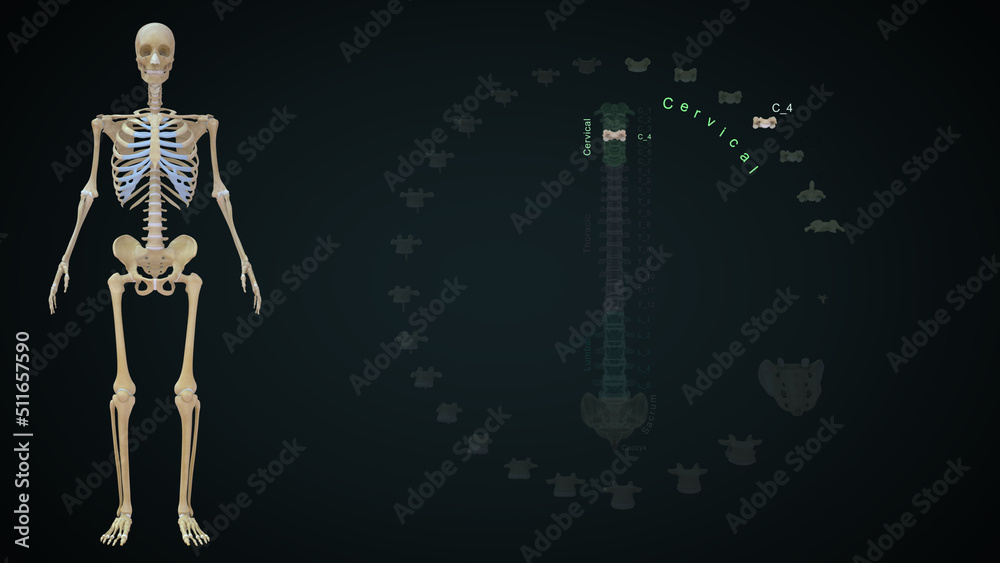 human Vertebrae bones Cervical C04 Anatomy 3d illustration