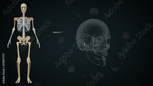 The human skull is a bony structure, the head in the skeleton, which supports the structures of the face and forms a cavity for the brain.