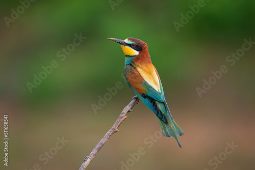 European Bee-eater (Merops apiaster) in its natural habitat