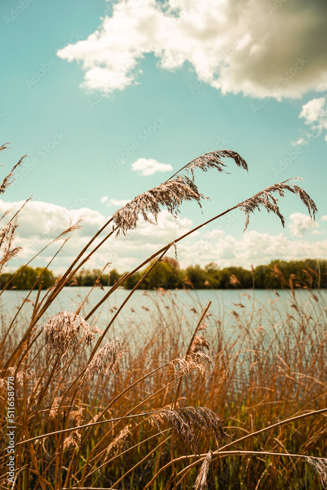 Obraz premium British nature