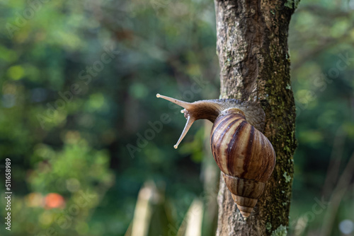 snail on a tree