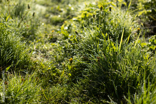 Green grass in dew. Small drops on grass. Soft light on plants.