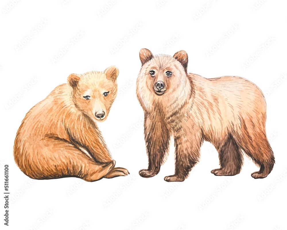 Fototapeta premium Cute bears. Hand drawn watercolor illustration
