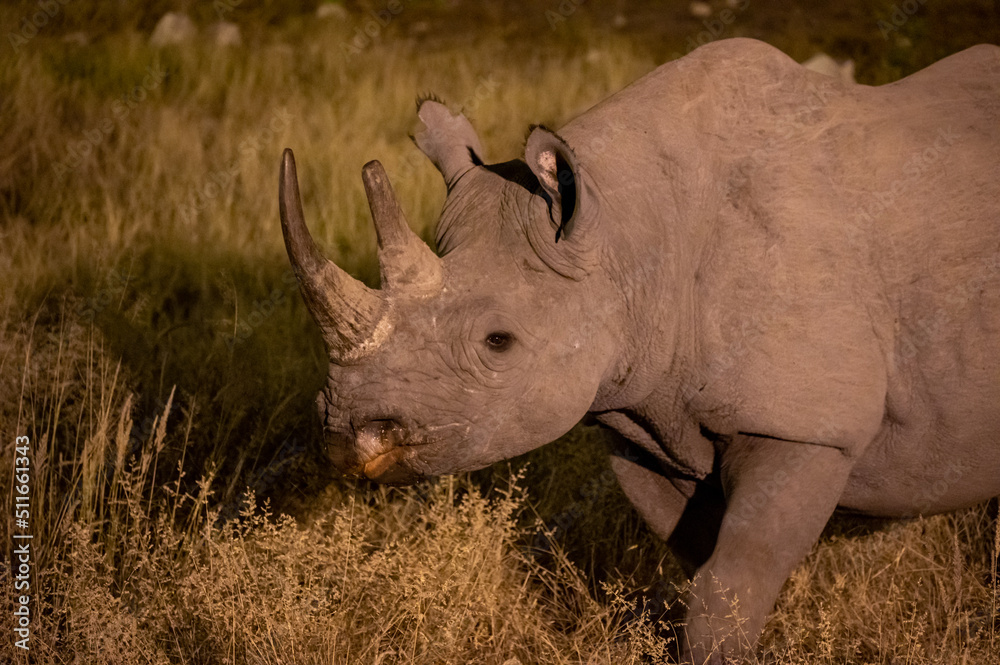 Fototapeta premium Black rhino at night in Etosha National Park in Namibia Africa