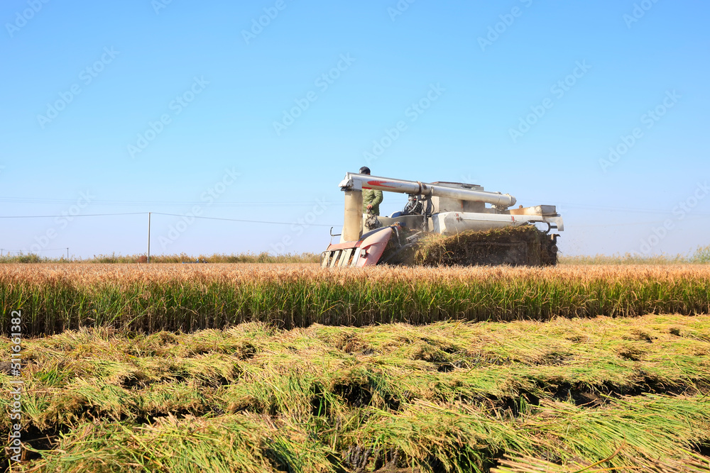 Fototapeta premium Harvester machine is harvesting rice
