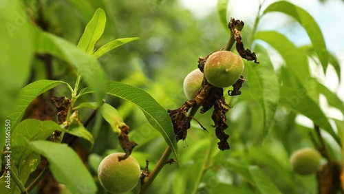 Damaged leaf peach disease taphrina deformans, branch of a peach tree with leaf curl caused by a fungus photo