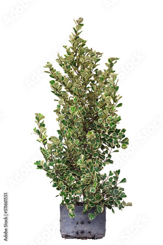 Mistletoe Fig, Mistletoe Rubber Plant or Ficus triangularis variegata growing in black nursery plastic bag isolated on white background included clipping path. photo