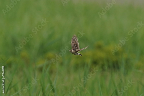 eurasian skylark in a field