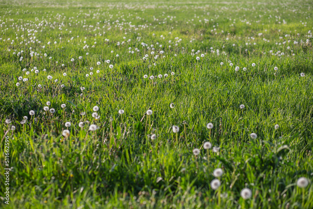 a myriad of fluffy dandelion in a meadow in summer