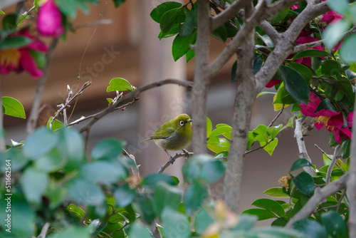 東京赤坂にある氷川神社のメジロとツバキ