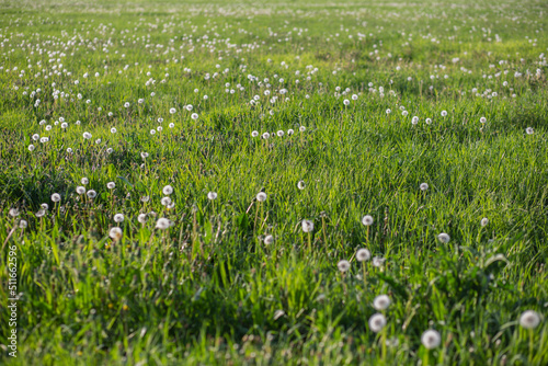a myriad of fluffy dandelion in a meadow in summer