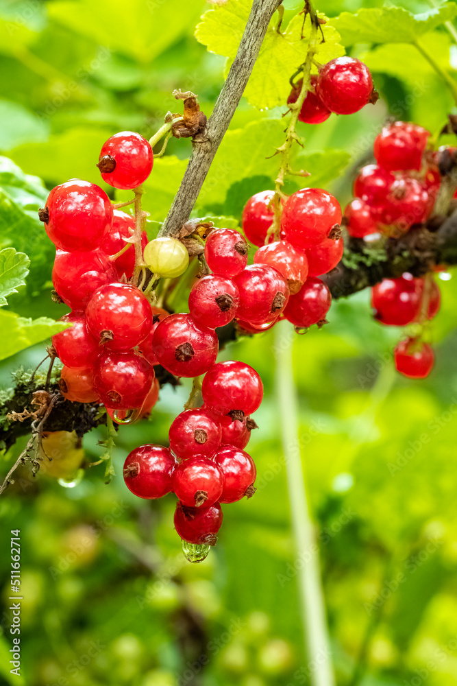 Ripe and fresh organic redcurrant growing in summer, closeup 
