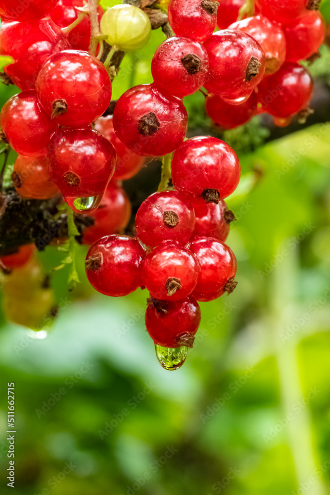 Ripe and fresh organic redcurrant growing in summer, closeup 
