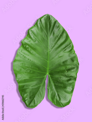Bon leaves on a pink background