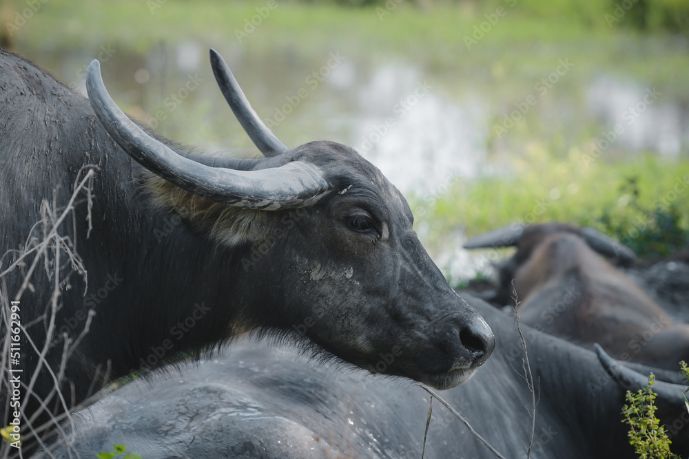 Fototapeta premium Thai buffalo beautiful eyes