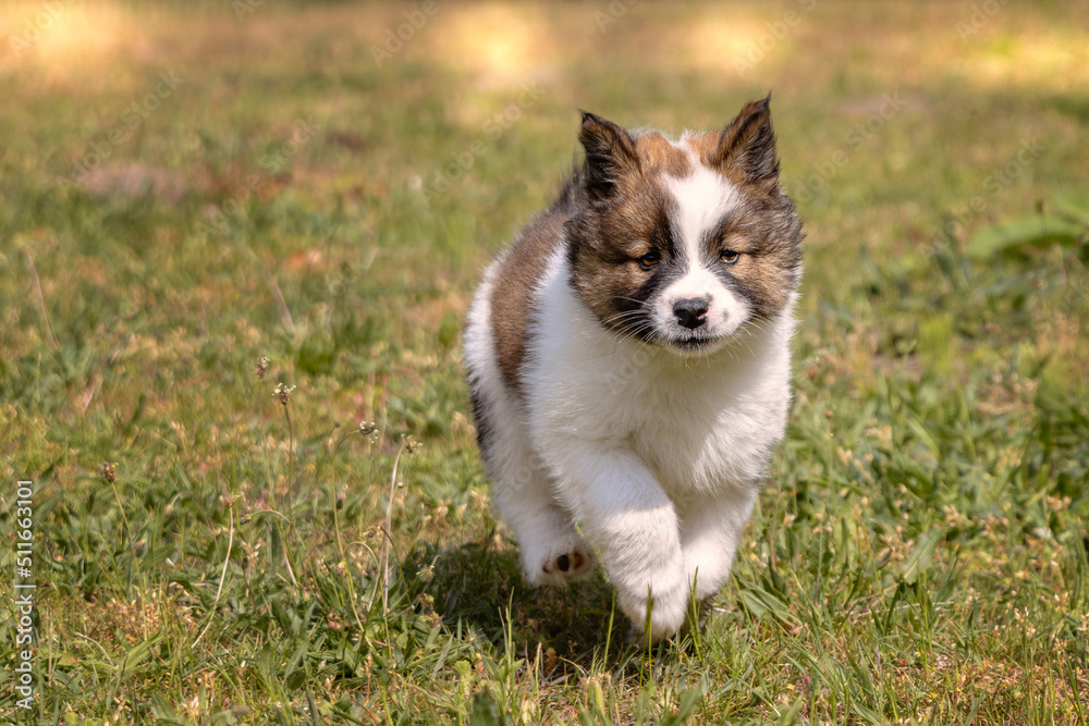 Elo puppy runs across a green meadow.