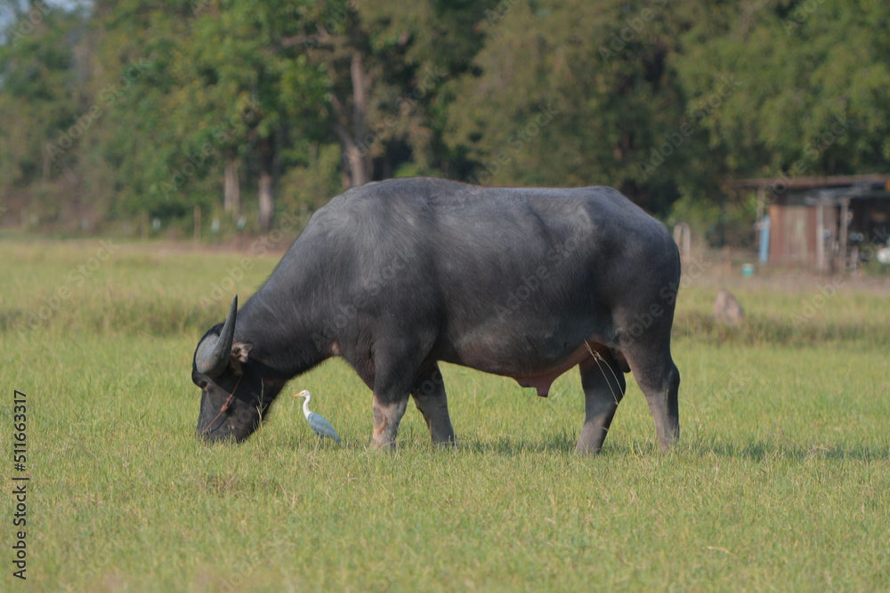 Thai buffalo walking back home Thai buffalo walking back home