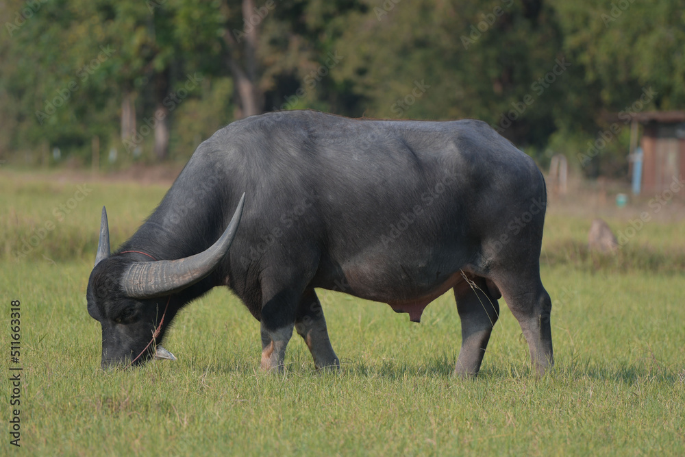 Obraz premium Thai buffalo walking back home
