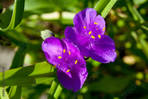 Tradescantia is a genus of perennial evergreen herbaceous plants of the Kommelinaceae family.
