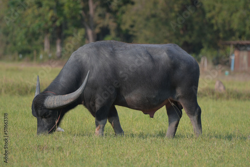 Thai buffalo walking back home
