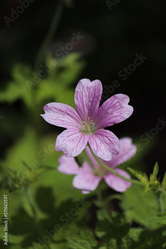 Close-up photo of flower