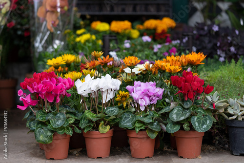 Fair of flowers in Tbilisi Georgia. Beautiful cyclamen flowers in plastic pot and plants for home or garden, soft focus. Various houseplants for sale at street market