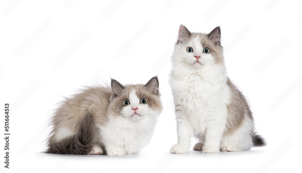 Two cute mink Ragdoll cat kitten, sitting and laying beside each other facing front. Looking towards camera with aqua greenish eyes. Isolated on a white background.