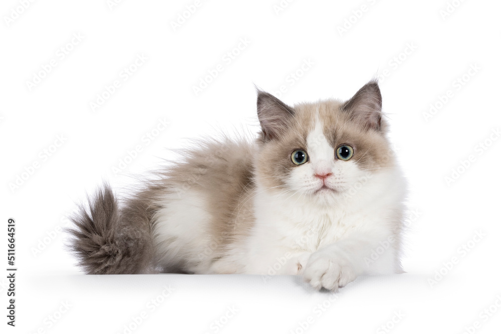 Cute mink Ragdoll cat kitten, laying down side ways with paw on edge. Looking towards camera with aqua greenish eyes. Isolated on a white background. Cute mink Ragdoll cat kitten, laying down side ways with paw on edge. Looking towards camera with aqua greenish eyes. Isolated on a white background.