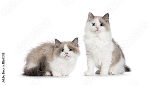 Fototapeta Naklejka Na Ścianę i Meble -  Two cute mink Ragdoll cat kitten, sitting and laying beside each other facing front. Looking towards camera with aqua greenish eyes. Isolated on a white background.
