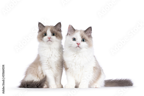 Fototapeta Naklejka Na Ścianę i Meble -  Two cute mink Ragdoll cat kitten, sitting  beside each other facing front. Looking towards camera with aqua greenish eyes. Isolated on a white background.